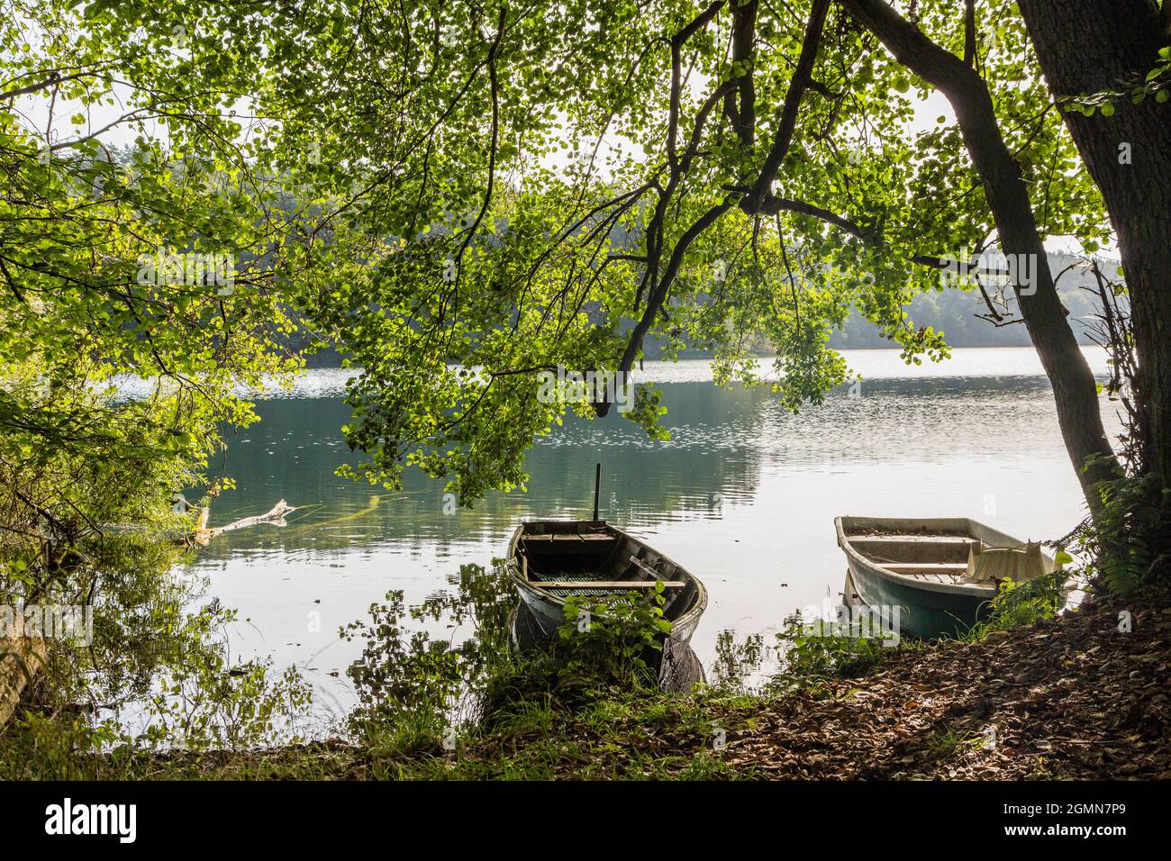 Gemeine Erle, Schwarzerle, Europäische Erle (Alnus glutinosa), Seeufer des Schmaler Sees Luzin mit Ruderbooten und Erle, Deutschland, Mecklenburg-Vorderen Stockfoto