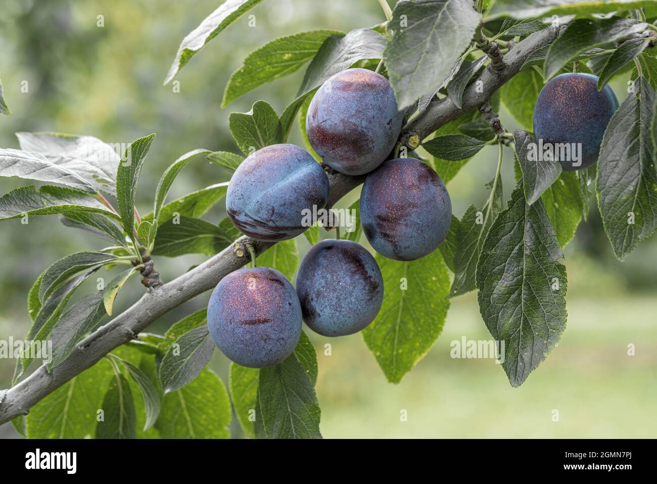 Europäische Pflaume (Prunus domestica 'Anna Spaeth', Prunus domestica Anna Spaeth), Pflaumen auf einem Zweig, Sorte Anna Spaeth Stockfoto