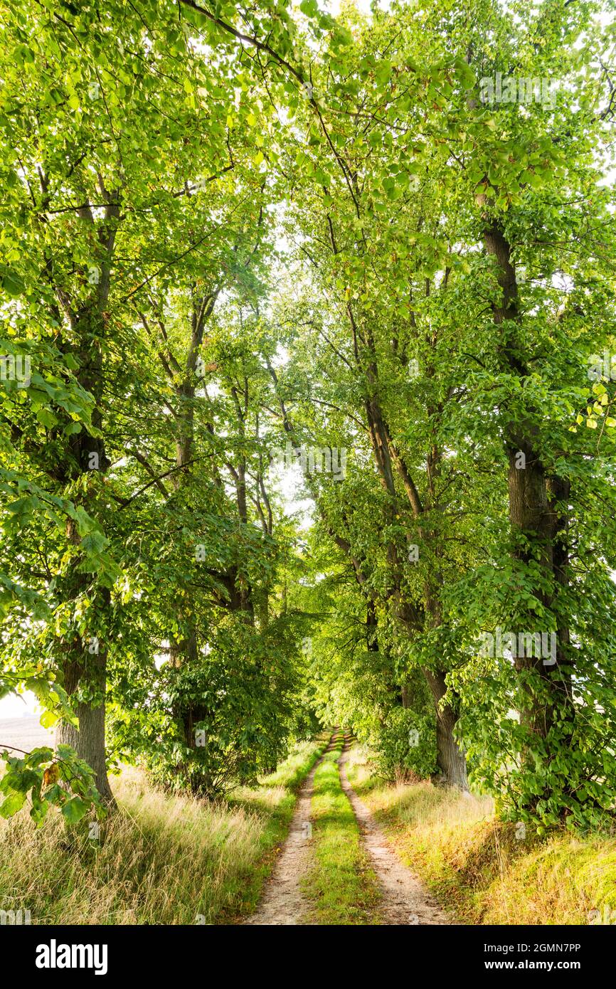 Linden, Linden, Linden (Tilia spec.), Lindenallee auf einem Feldweg, Deutschland, Brandenburg, NSG Boitzenburger Tiergarten Stockfoto