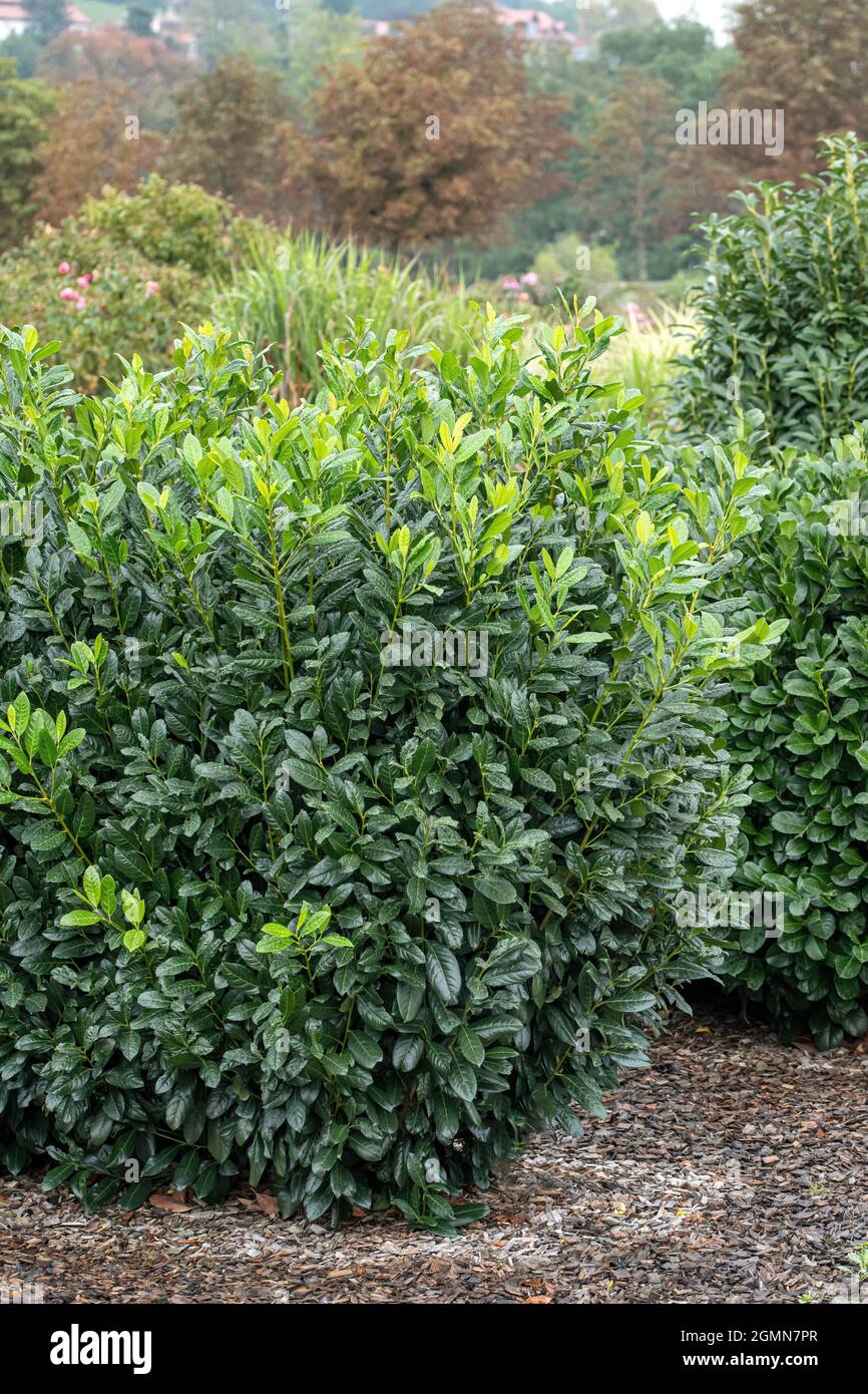 philodendron sodiroi variegata Philodendron Sodiroi – oramicin main image 1