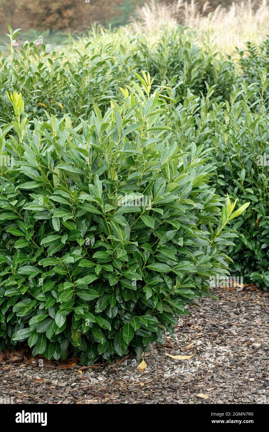 Kirsche-Lorbeer (Prunus laurocerasus 'Greenpeace', Prunus laurocerasus Greenpeace), Sorte Greenpeace Stockfoto