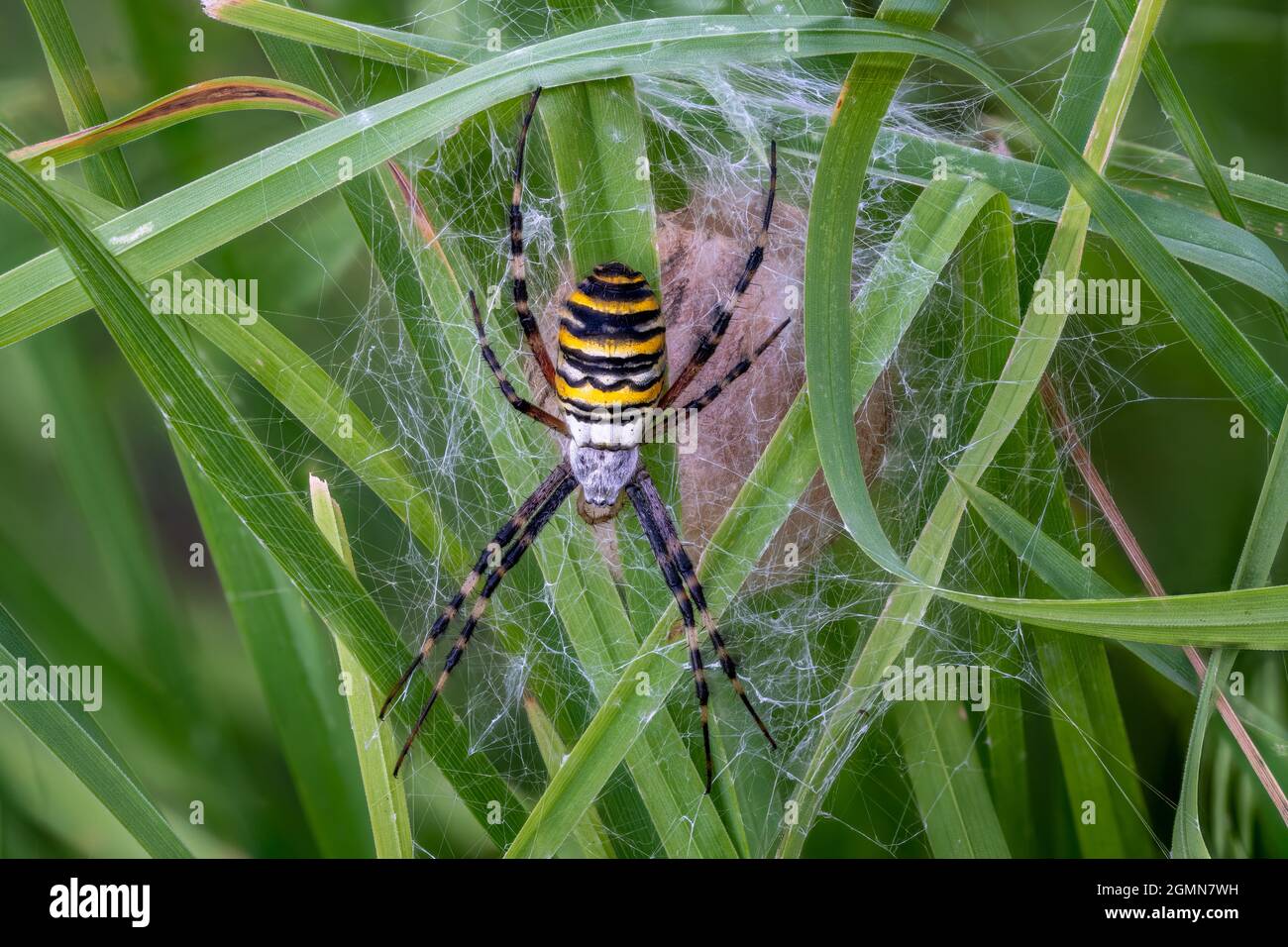 Eine Argiope bruennichi Wespe verteidigt ihre kokonierten Eier auf einer grünen Wiese in Deutschland. Stockfoto