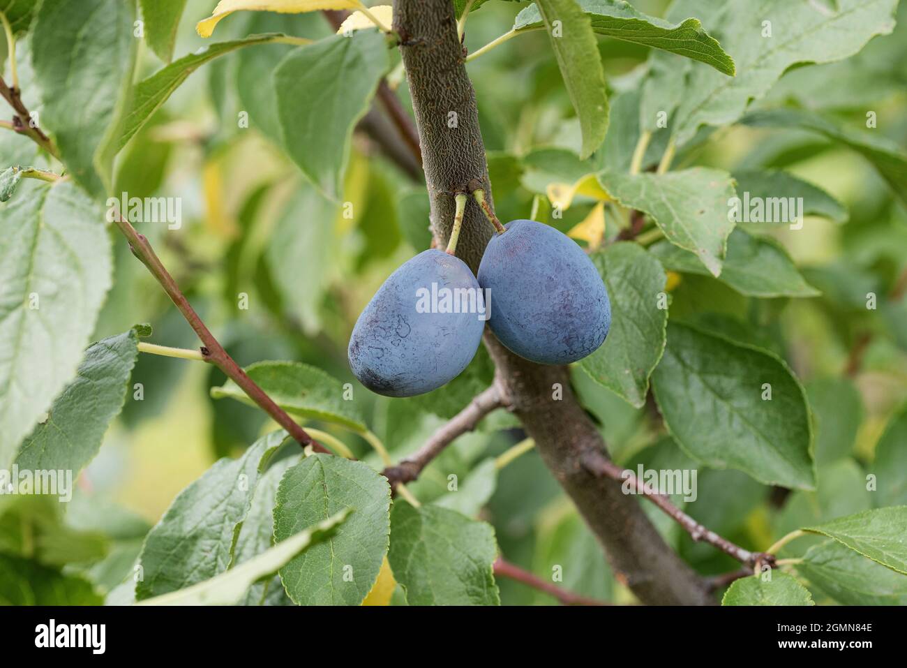 Europäische Pflaume (Prunus domestica 'zum Felde', Prunus domestica zum Felde), Pflaumen auf einem Zweig, Kultivarpräsident Stockfoto
