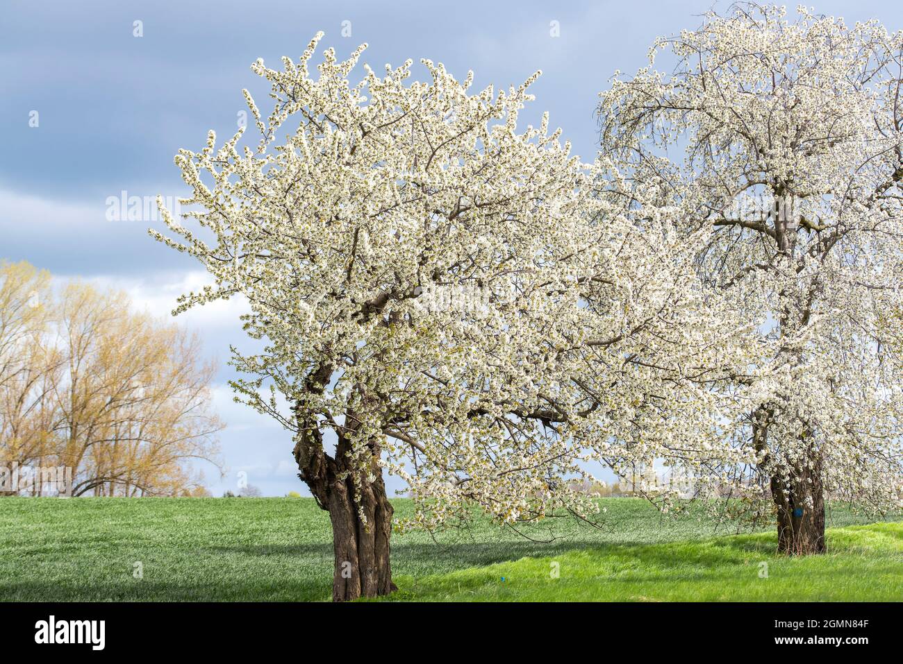 Wildkirsche, Süße Kirsche, gean, Mazzard (Prunus avium), blühend in einem Obstgarten, Deutschland Stockfoto