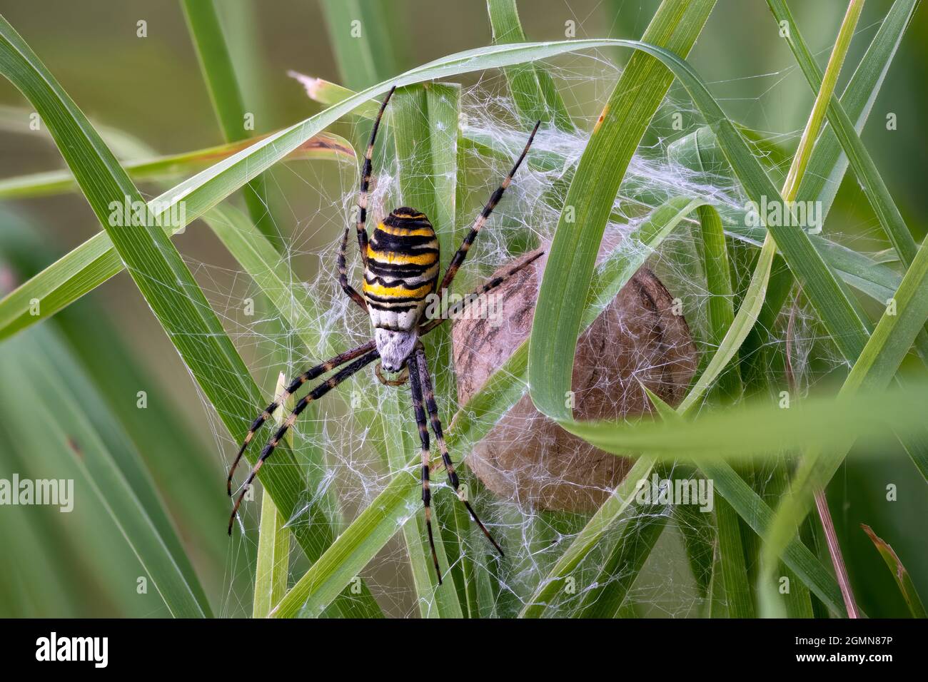 Eine Argiope bruennichi Wespe verteidigt ihre kokonierten Eier auf einer grünen Wiese in Deutschland. Stockfoto