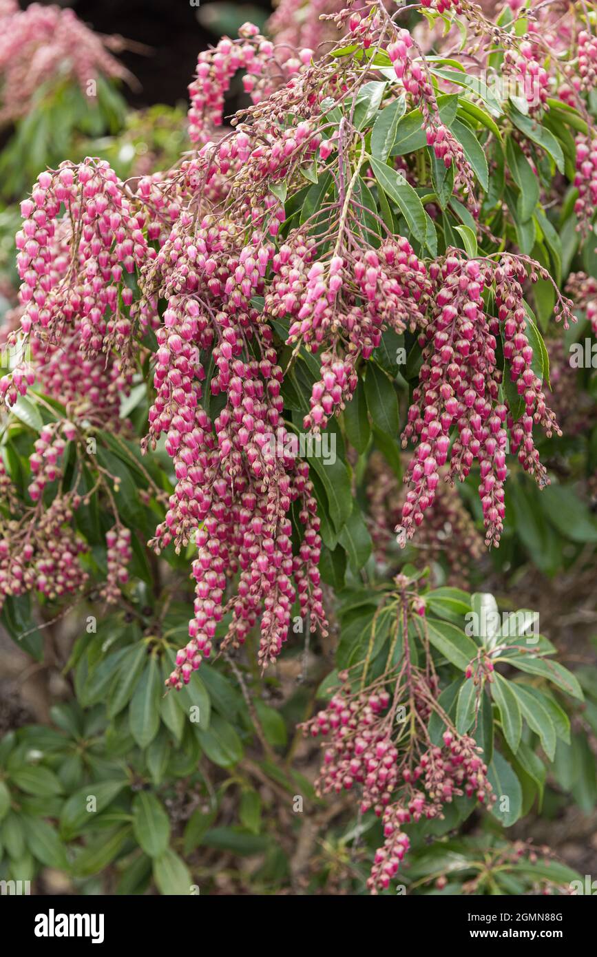 Japanischer pieris (Pieris japonica 'Pink Passion', Pieris japonica Pink Passion), Blooming Pink Passion Stockfoto