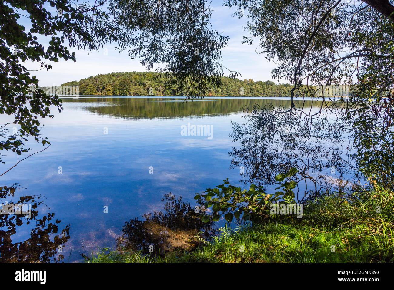 Blick auf den Schmaler Luzin See durch die Vegetation am Ufer, Deutschland, Mecklenburg-Vorpommern, Naturpark Feldberger Seenlandschaft Stockfoto