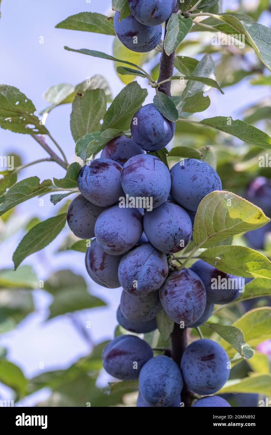 Europäische Pflaume (Prunus domestica 'Italienische Zwetsche', Prunus domestica Italienische Zwetsche), Pflaumen auf einem Zweig, Sorte Italienische Zwetsche Stockfoto