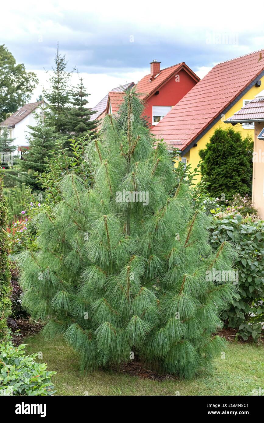 Bhutan Pine, Himalayan Pine (Pinus wallichiana), Habit, Deutschland Stockfoto