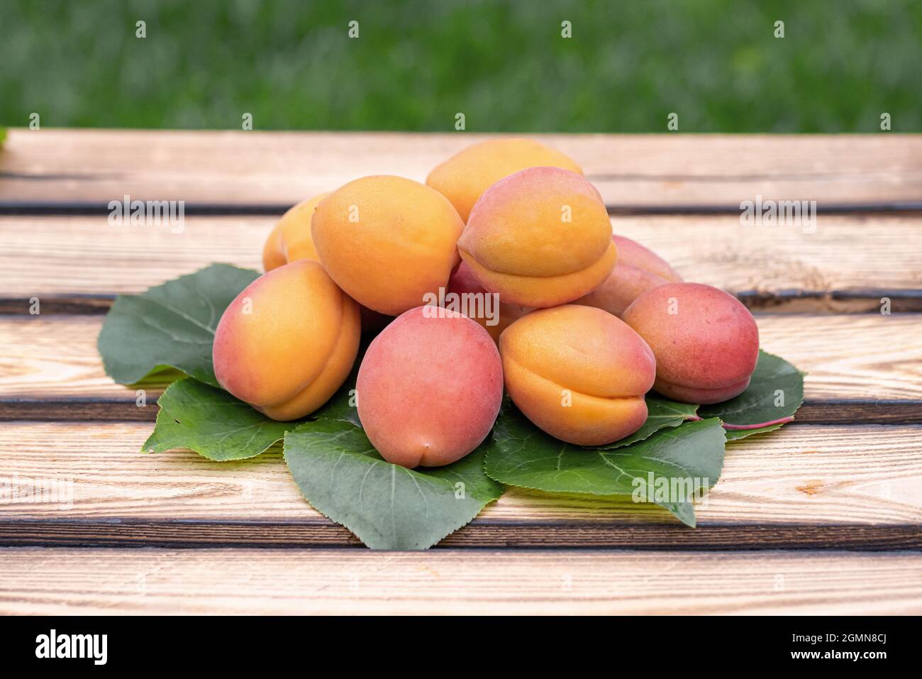 Aprikosenbaum (Prunus armeniaca 'Farbaly', Prunus armeniaca Farbaly), Aprikosen der Sorte Farbaly, Deutschland Stockfoto