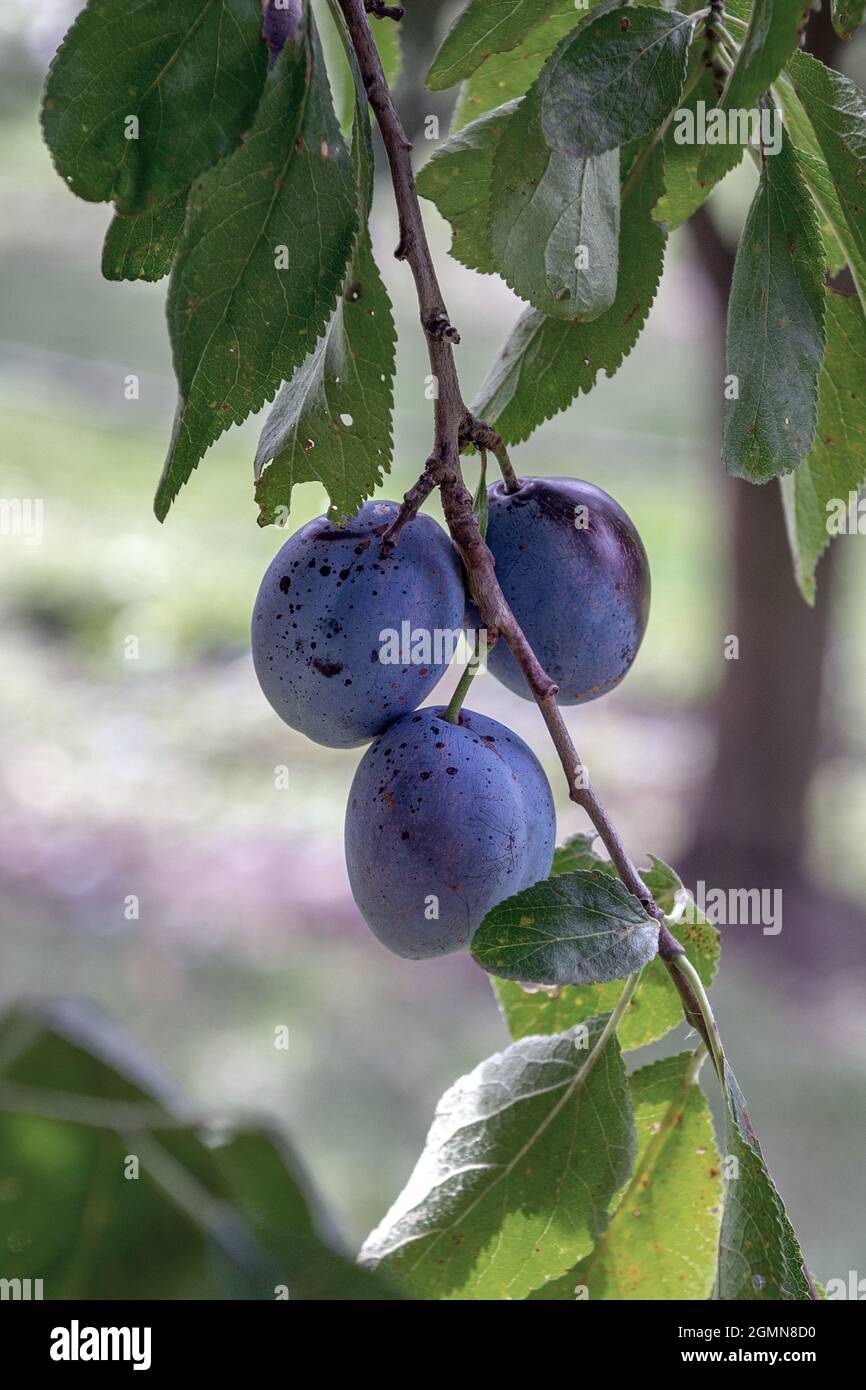 Europäische Pflaume (Prunus domestica 'Italienische Zwetsche', Prunus domestica Italienische Zwetsche), Pflaumen auf einem Zweig, Sorte Italienische Zwetsche Stockfoto