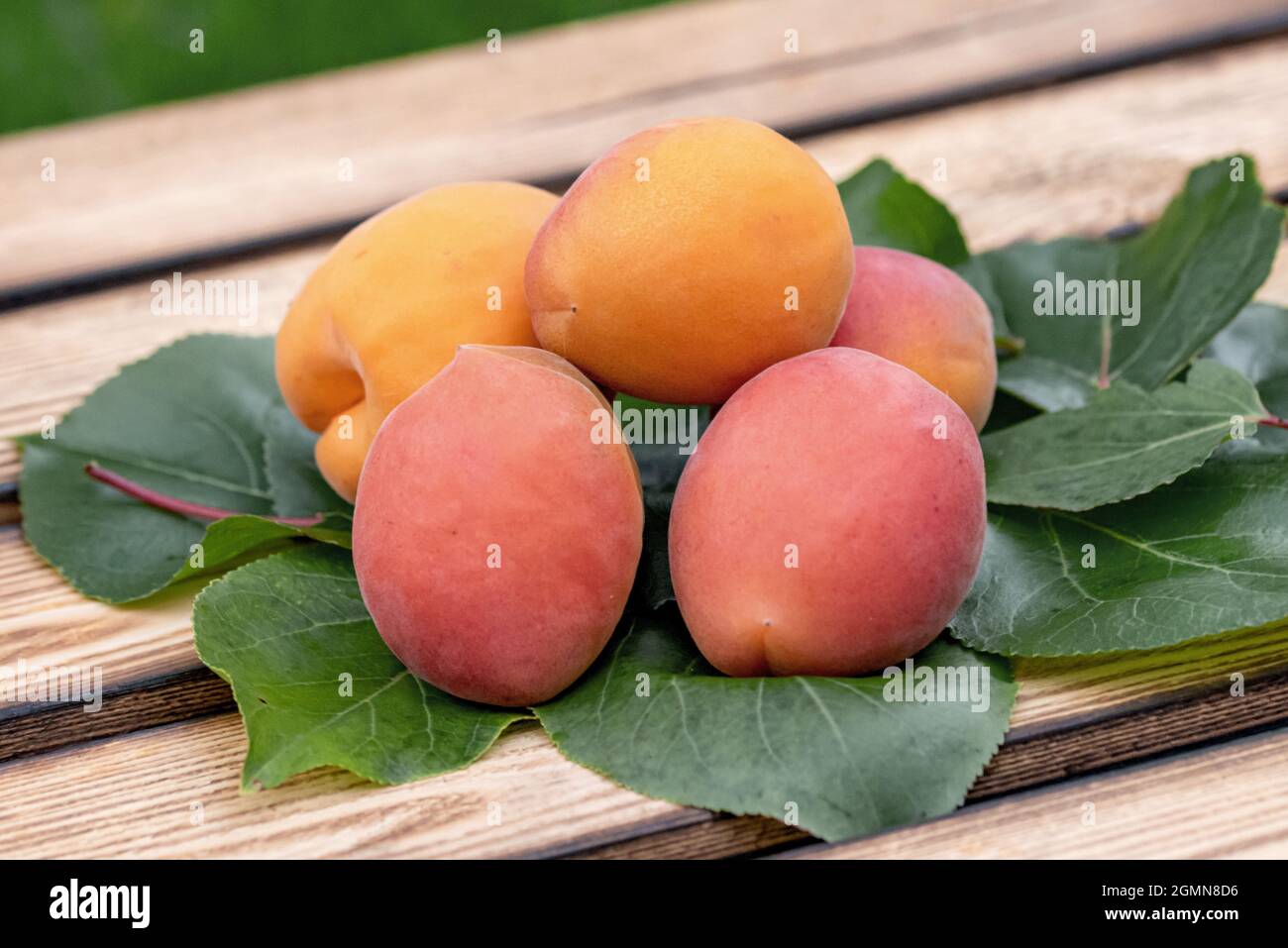 Aprikosenbaum (Prunus armeniaca 'Farbaly', Prunus armeniaca Farbaly), Aprikosen der Sorte Farbaly Stockfoto