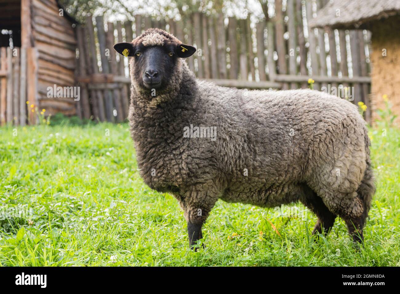 Pommersche Koarsewool (Ovis gmelini aries), 3000 Jahre alt, vom Aussterben bedrohte Schafrasse, Deutschland, Mecklenburg-Vorpommern, Naturpark Stockfoto