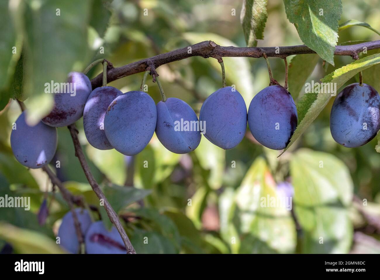 Europäische Pflaume (Prunus domestica 'Italienische Zwetsche', Prunus domestica Italienische Zwetsche), Pflaumen auf einem Zweig, Sorte Italienische Zwetsche Stockfoto