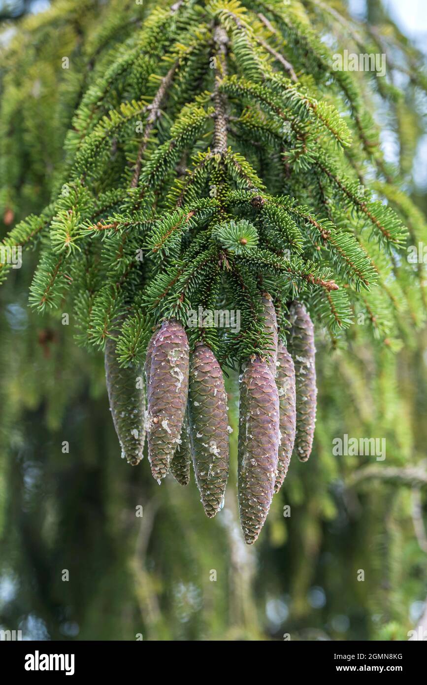 Die Fichte (Picea abies), die Kegel auf einem Zweig, Deutschland Stockfoto