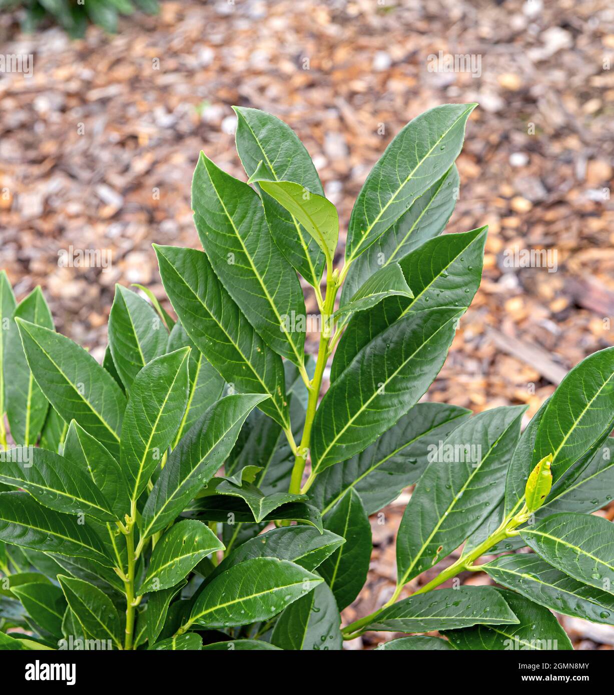 Kirsche-Lorbeer (Prunus laurocerasus 'Greenpeace', Prunus laurocerasus Greenpeace), Sorte Greenpeace Stockfoto