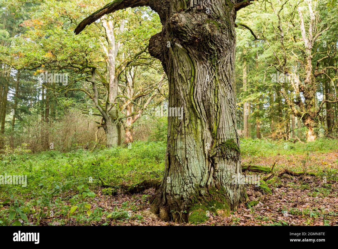 Gemeine Eiche, stielige Eiche, englische Eiche (Quercus robur. Quercus pedunculata), alte Eiche in Silvopasture, Deutschland, Brandenburg, NSG Boitzenburger Stockfoto