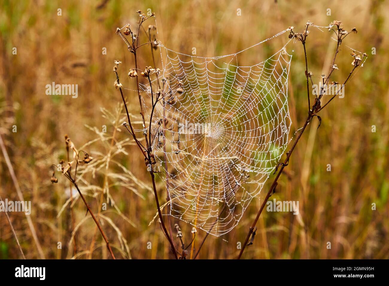 Spinnennetz mit Tau auf einer Wiese an einem bewölkten Morgen. Stockfoto