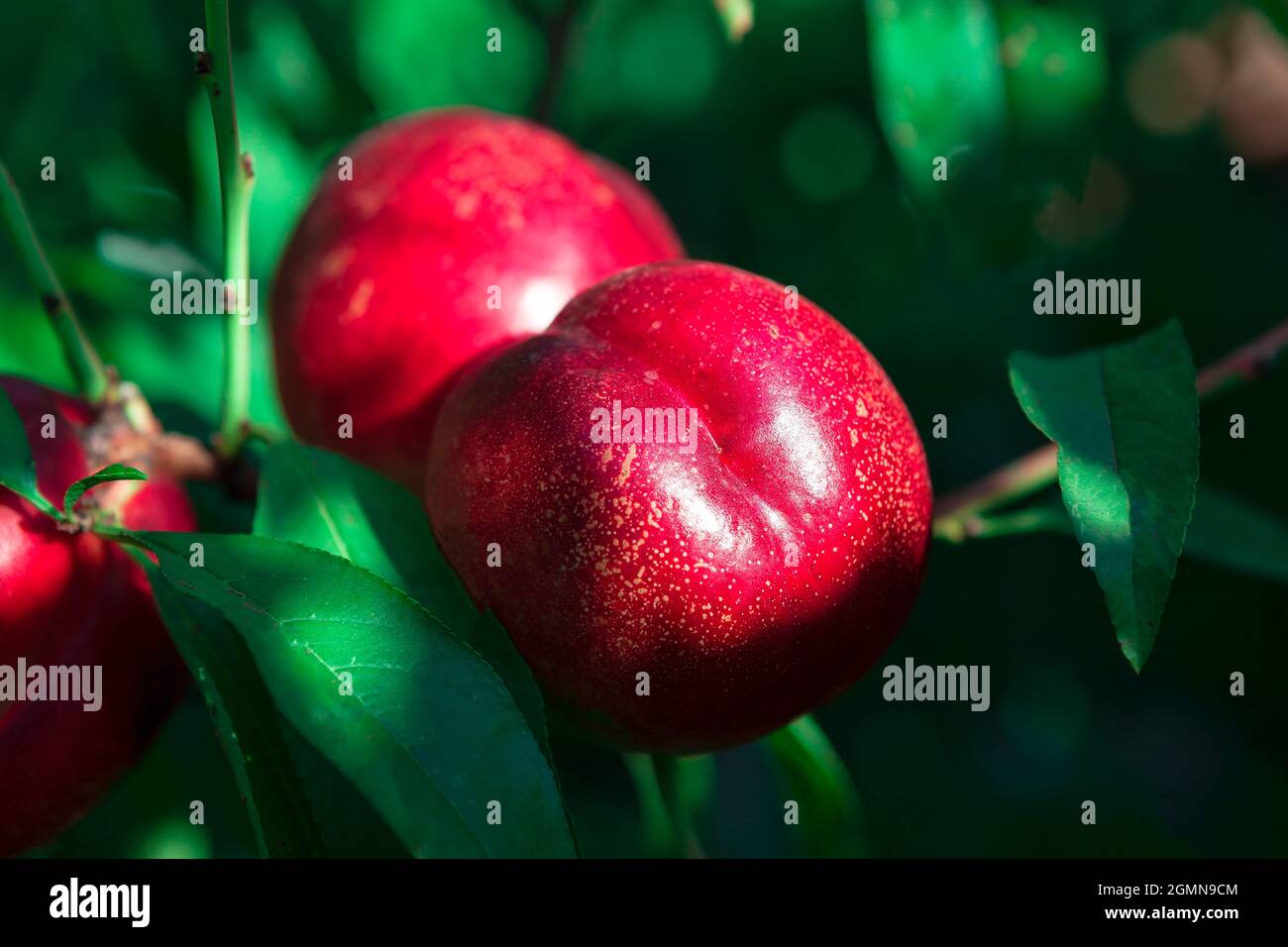 Rote Nektarinen auf einem Ast. Saftige süße Früchte auf einem Baum Stockfoto