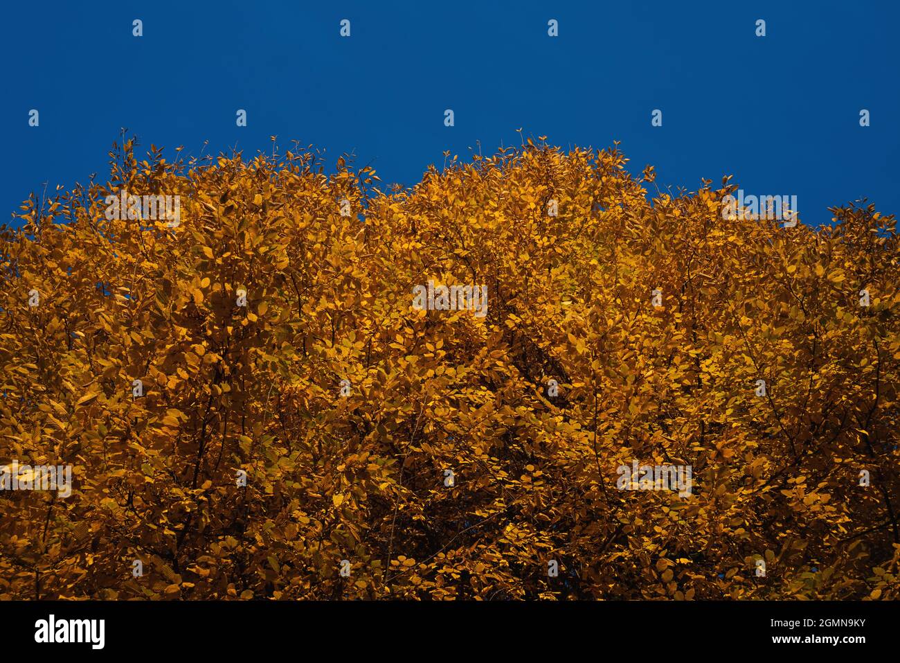 Sonnige Baumspitze einer Buche im Herbst mit orangefarbenen Blättern am wolkenlosen blauen Himmel Stockfoto
