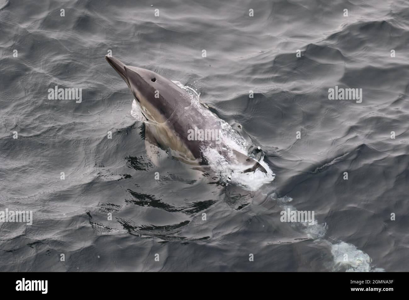 Sequenz 1 - gewöhnlicher Delphin springt in britischen Gewässern Stockfoto