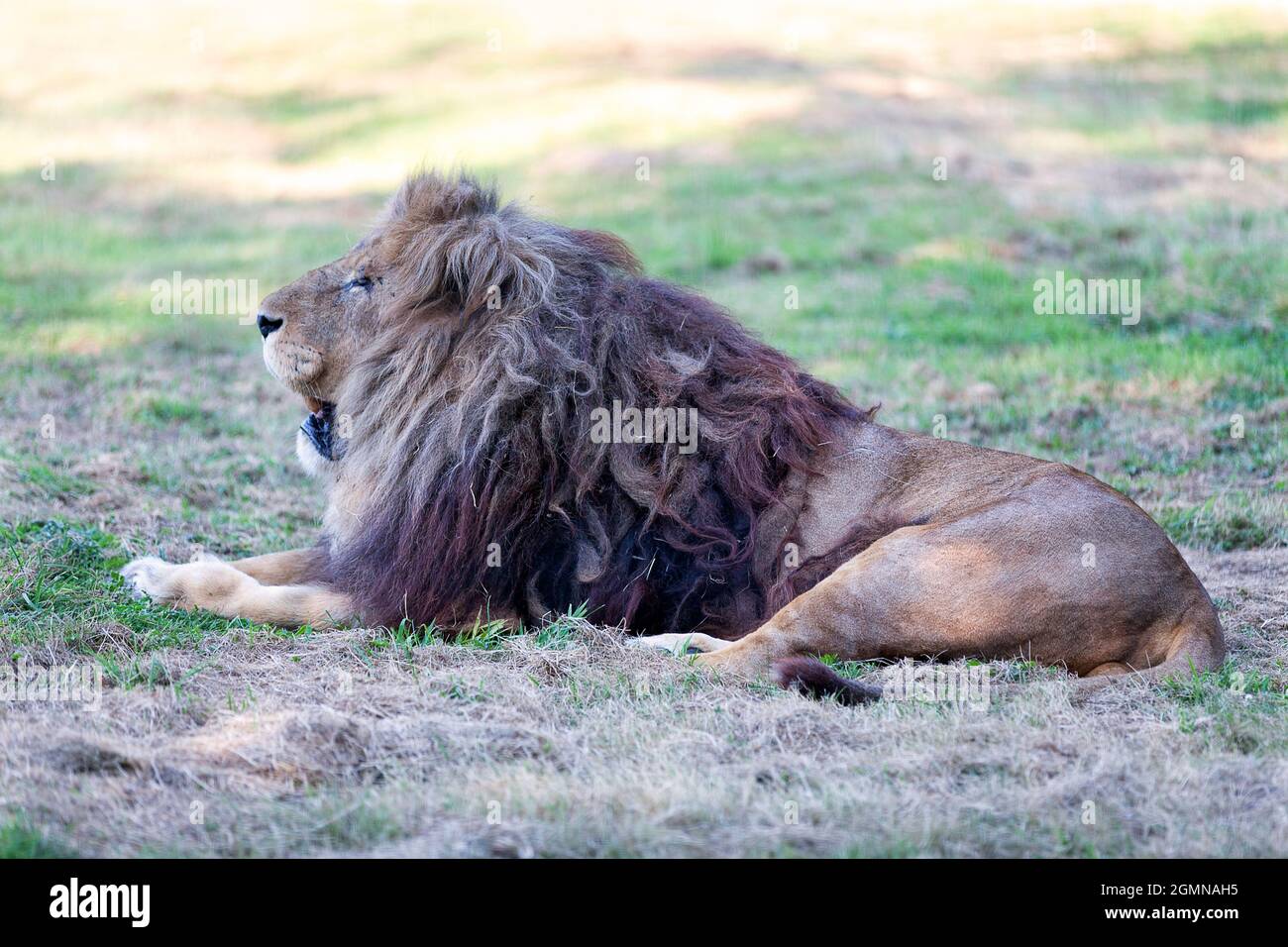 Löwe ruht im Schatten. Stockfoto