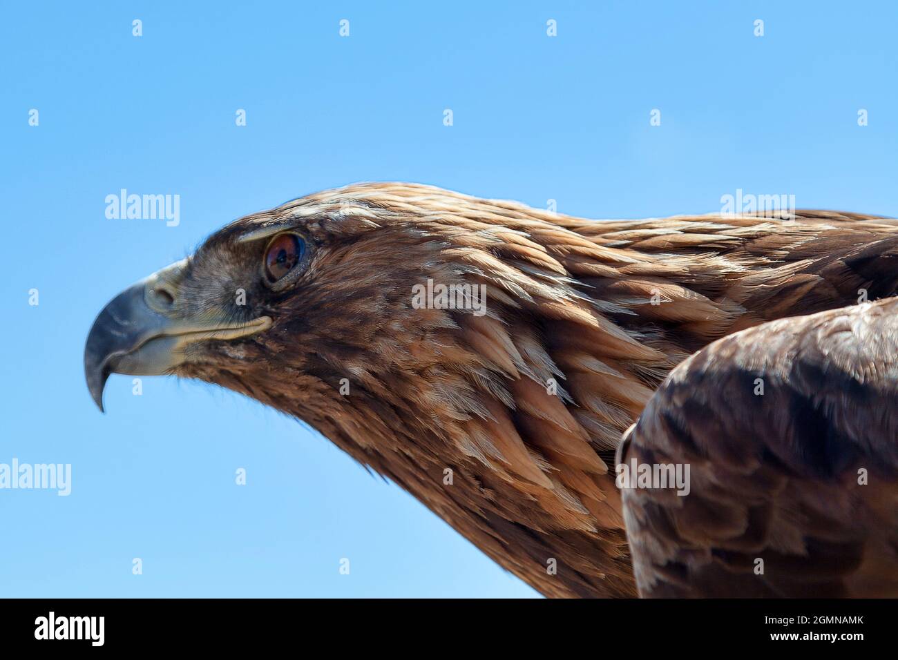 Der Steppenadler (Aquila nipalensis) ist ein Greifvogel. Wie alle Adler gehört sie zur Familie Accipitridae. Stockfoto