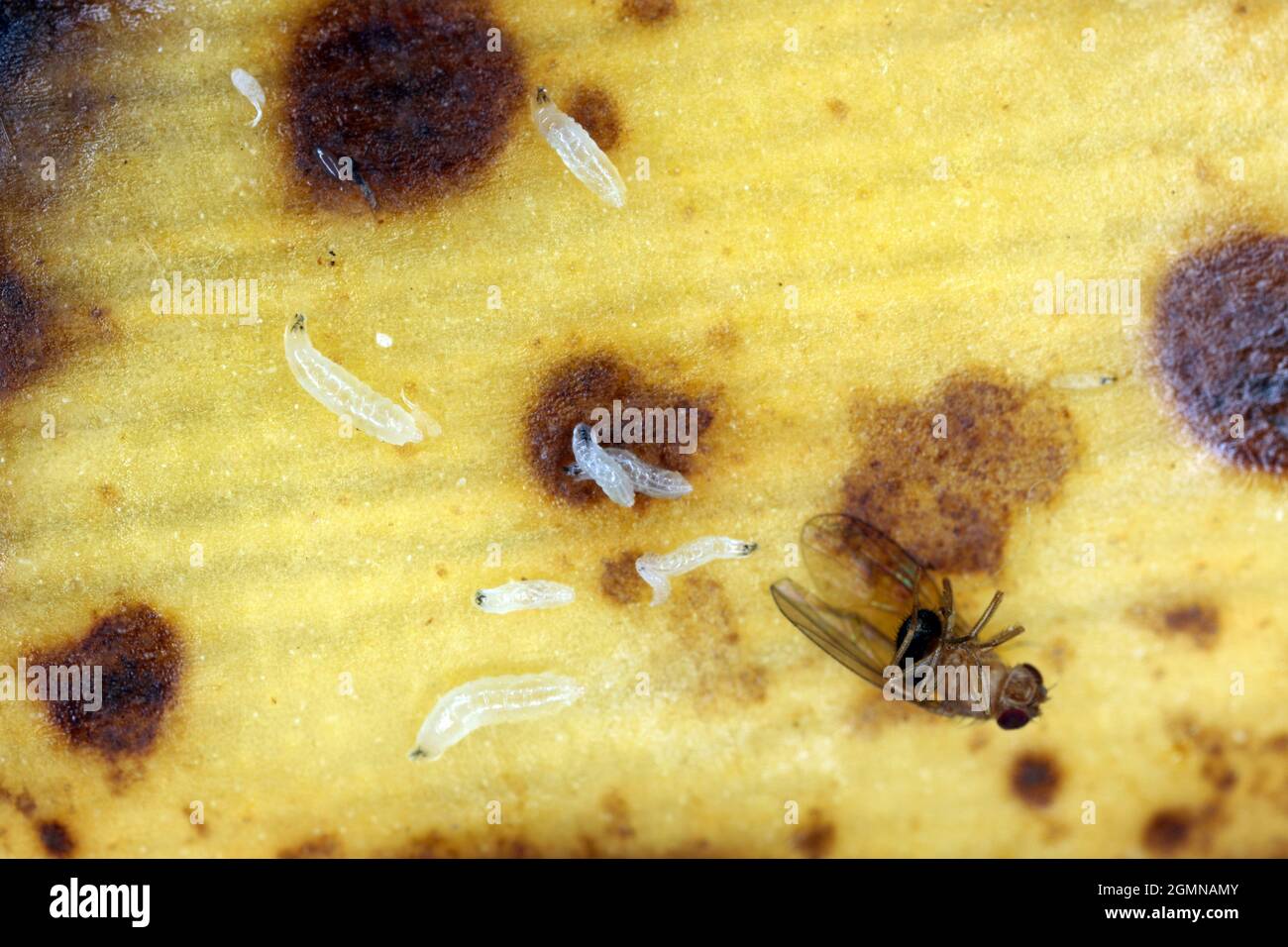Fliegenlarven im mikroskop Fotos und Bildmaterial in hoher Auflösung Alamy