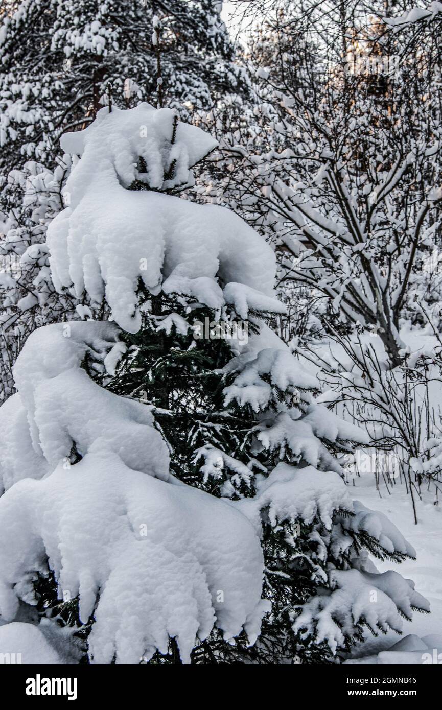 Winterwald. Ein schneebedeckter Baum im Wald. Dicke und dichte Winterdecke. Viele Bäume und Äste. Die stilisierte Behandlung der Stimmung. Stockfoto