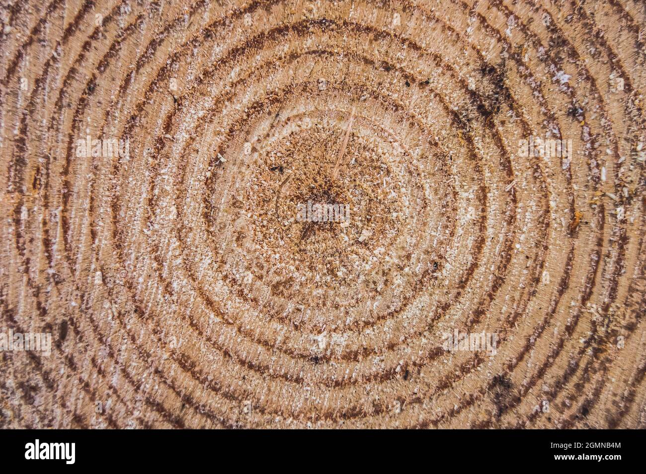 Ein Querschnitt des Baumstammes, der die Wachstumsringe zeigt. Hintergrund aus natürlichem Holz. Die stilisierte Behandlung der Stimmung. Stockfoto