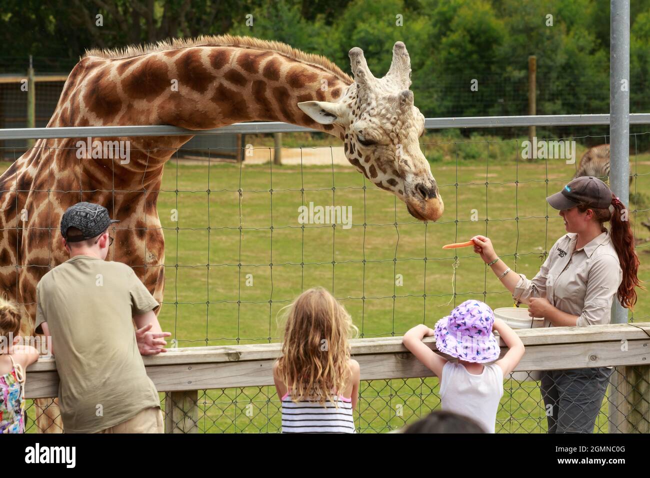 Eine weibliche Zookeeperin füttert eine Giraffe von Hand. Hamilton Zoo, Hamilton, Neuseeland Stockfoto