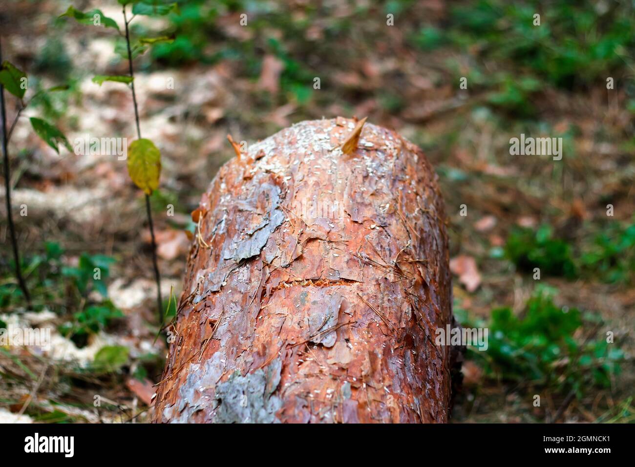 Unschärfe log von Kiefern im Herbstwald. Säge Holz. Säge Schnitt einer großen Kiefer. Natur Holz draußen, im Freien. Baumrinde. Draufsicht. Sägewerk indu Stockfoto