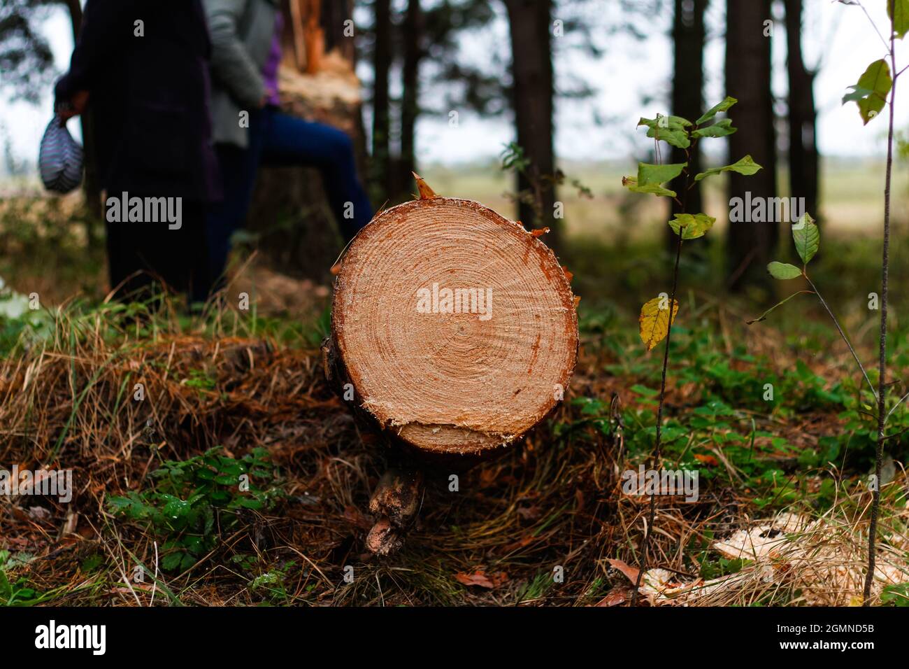 Unschärfe log von Kiefern im Herbstwald. Säge Holz. Säge Schnitt einer großen Kiefer. Natur Holz draußen, im Freien. Menschen Silhouetten. Sägewerk Industrie Stockfoto