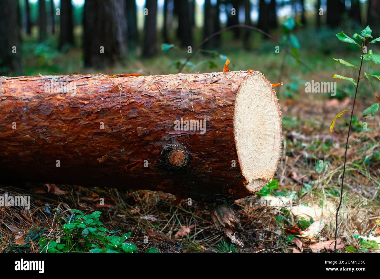 Unschärfe log von Kiefern im Herbstwald. Säge Holz. Säge Schnitt einer großen Kiefer. Natur Holz draußen, im Freien. Baumrinde. Seitenansicht. Sägewerk ind Stockfoto
