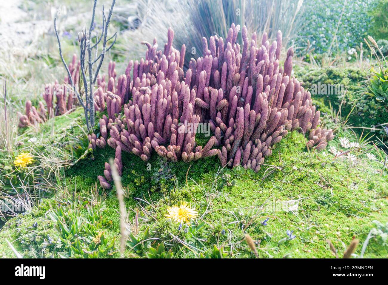 Pflanzen des Paramo Ökosystems, Ecuador Stockfoto