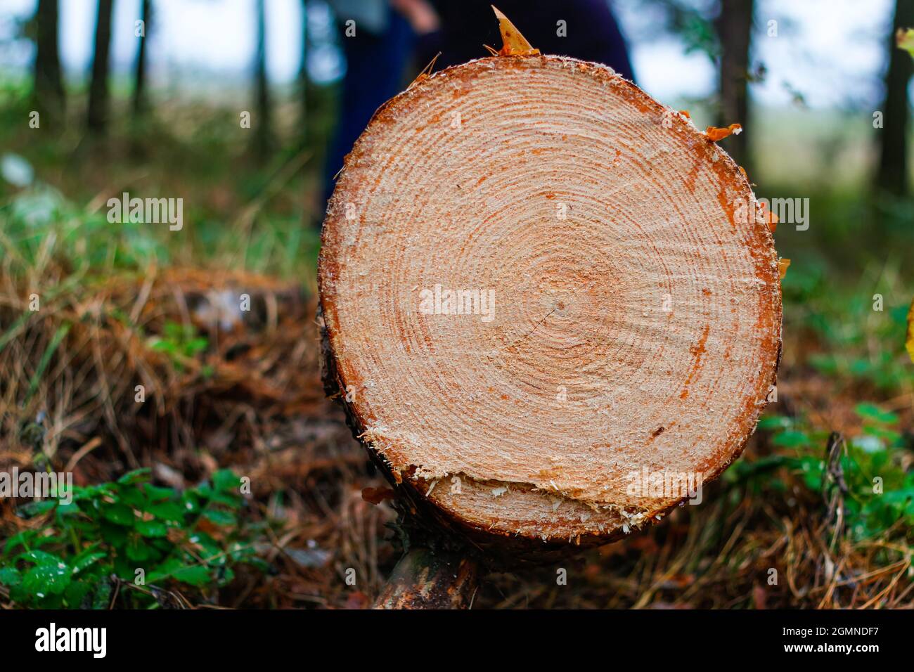 Unschärfe log von Kiefern im Herbstwald. Säge Holz. Säge Schnitt einer großen Kiefer. Natur Holz draußen, im Freien. Sägewerk-Industrie. Nicht fokussiert. Stockfoto