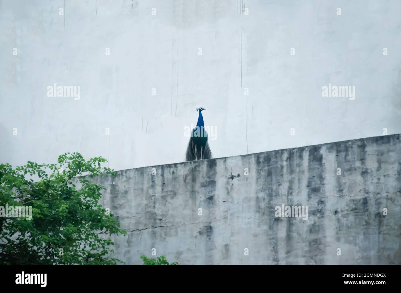 Selektiver Fokus auf DEN PFAU AN DER WAND. Schöner männlicher Pfau. Weiße Farbe im Hintergrund. Indischer Nationalvogel. Stockfoto