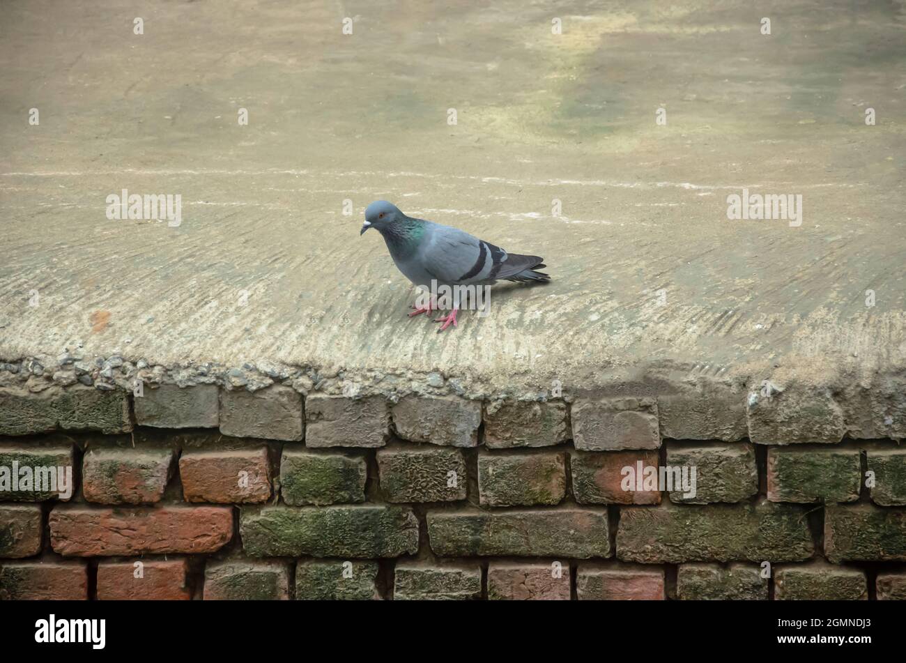 Selektiver Fokus auf SCHÖNE TAUBE, die im Morgenlicht auf Koncreate und Ziegelwand steht. Schöner Schnabel und Beine. Stockfoto