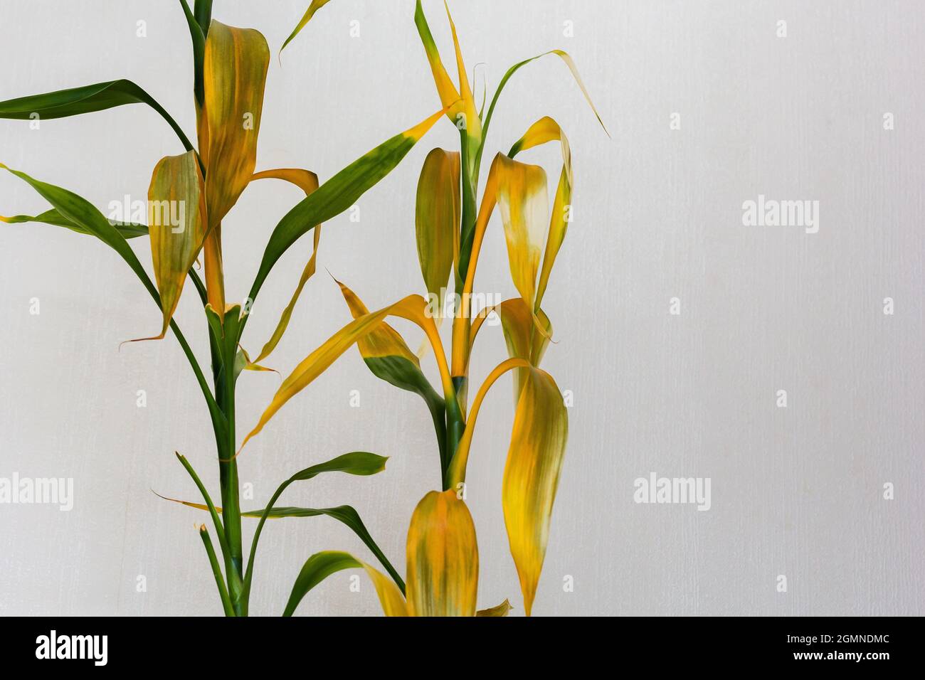 dracena deremensis compacta Landscaping Plant Indoor Plants – Bastana Online Gardens main image 0