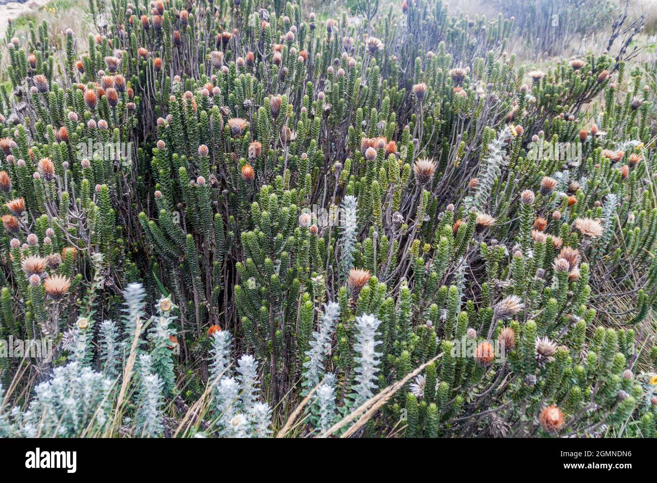Pflanzen des Paramo Ökosystems, Ecuador Stockfoto