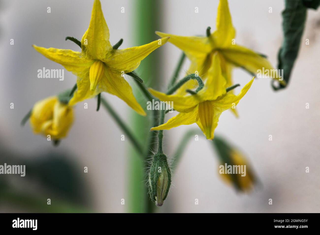 Gelbe Blüten auf einer Tomatenpflanze im September nach der Vegetationsperiode Stockfoto