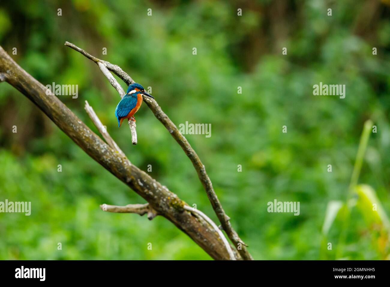 Kingfisher Vogel sitzt auf dem Ast Stockfoto