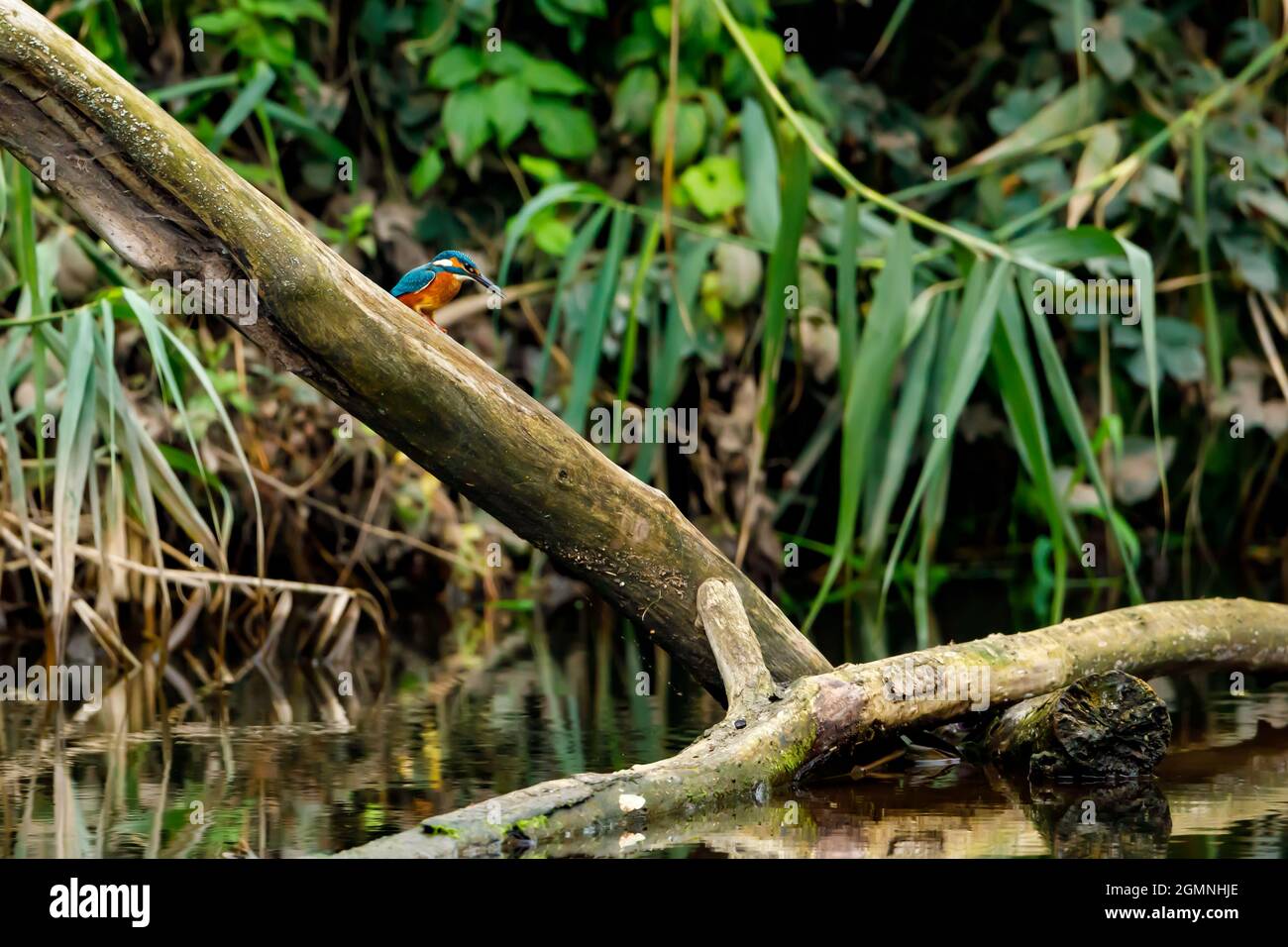 Kingfisher Vogel sitzt auf dem Ast Stockfoto