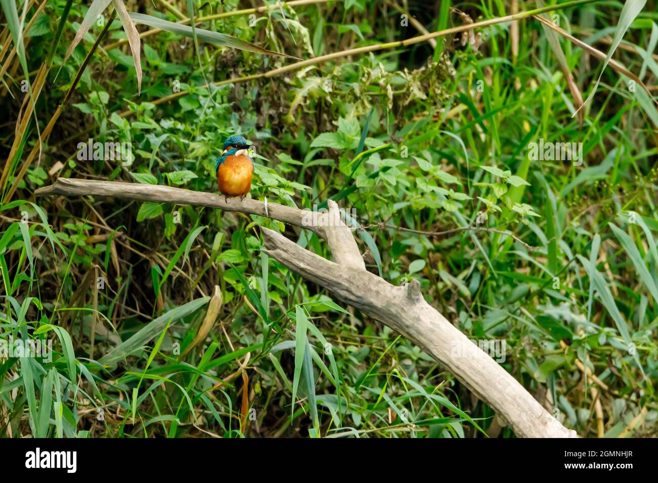 Kingfisher Vogel sitzt auf dem Ast Stockfoto