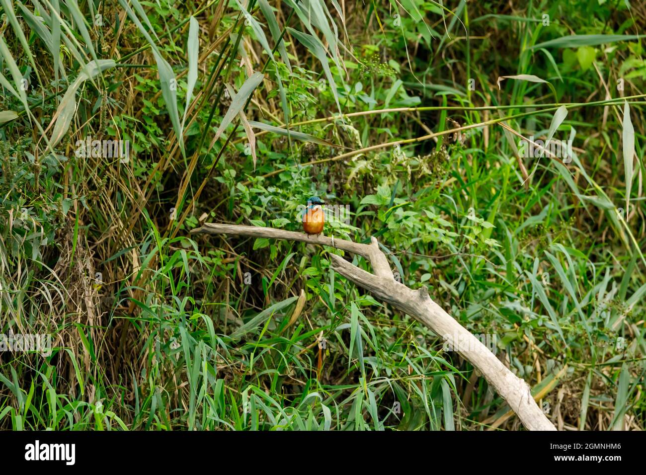Kingfisher Vogel sitzt auf dem Ast Stockfoto
