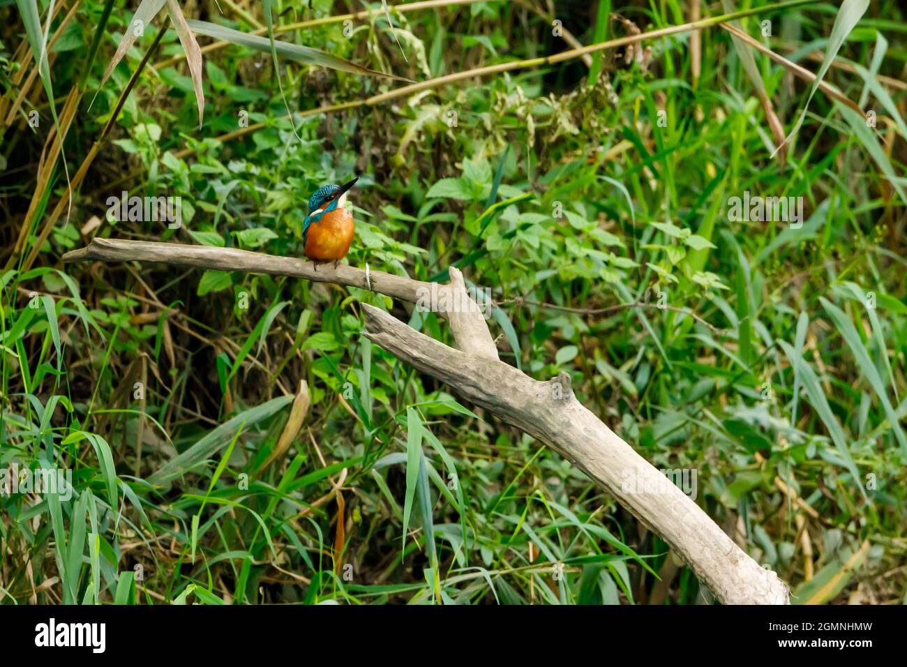 Kingfisher Vogel sitzt auf dem Ast Stockfoto