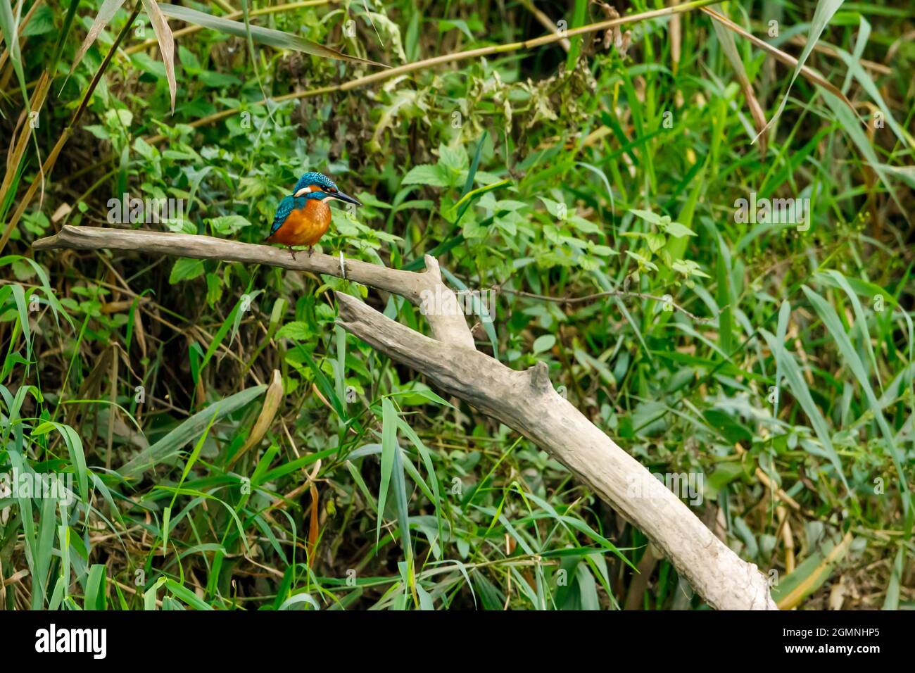 Kingfisher Vogel sitzt auf dem Ast Stockfoto