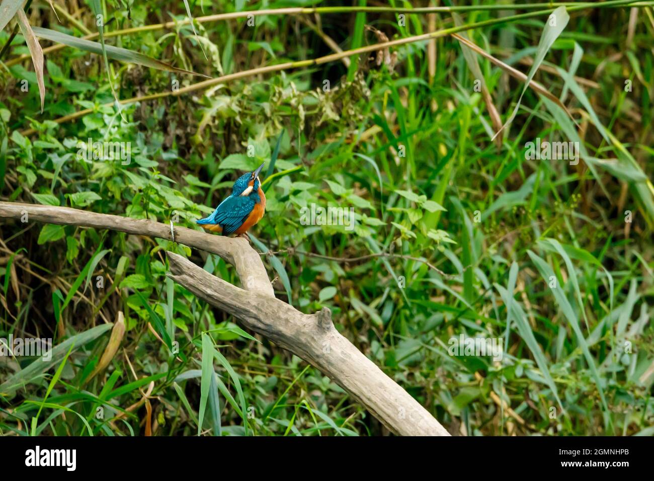 Kingfisher Vogel sitzt auf dem Ast Stockfoto