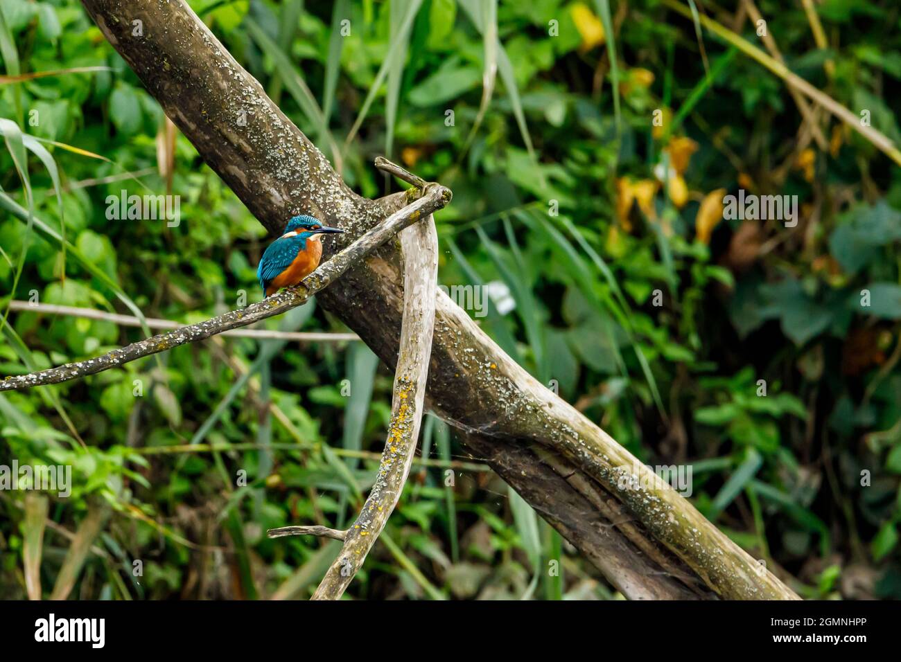Kingfisher Vogel sitzt auf dem Ast Stockfoto