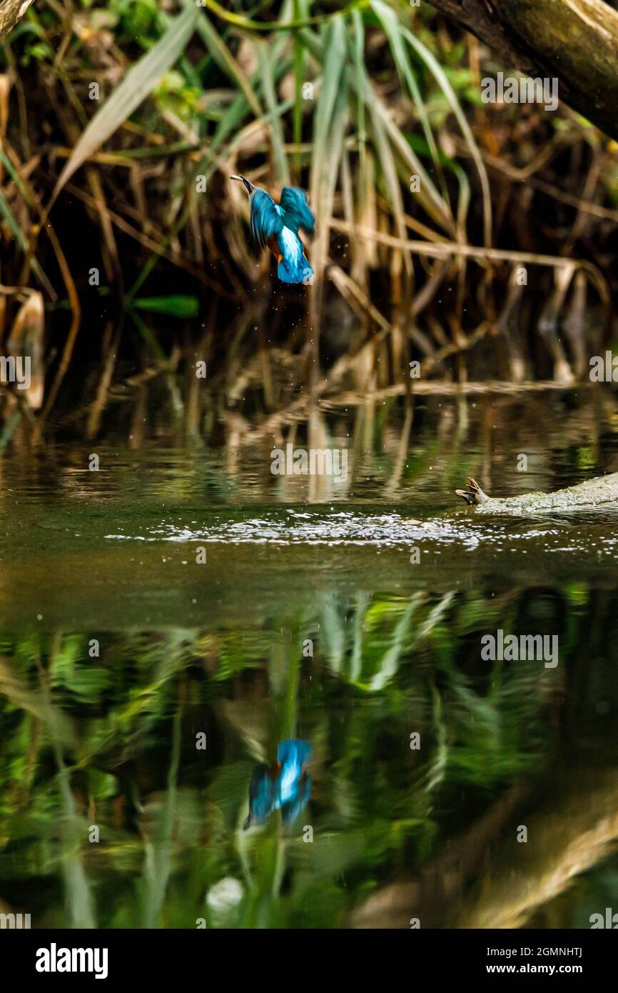 Kingfisher Vogel sitzt auf dem Ast Stockfoto